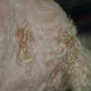 이윤권양한방동물병원 이미지