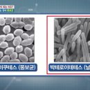 김뚱보