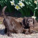 애견백과 - 아메리칸 워터 스패니얼 (American Water Spaniel) 이미지