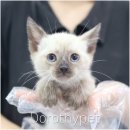 그루밍캐터리 | 대구 중구고양이분양 경계부터 할 줄 알았는데