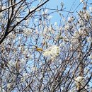 뒷골농장 | 블루베리 옮겨 심기 할 땐 분뜨기 해야, 2M 블루베리 + 감나무 옮기기, 사과 꽃 까지