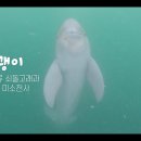 김병엽 | KBS 환경스페셜 7회 &#39;웃어라 상괭이&#39; 시청 후기