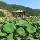 연꽃향기 이미지