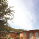 개랭이고들빼기마을 이미지