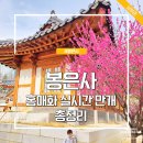 1358. 정릉도서관 앞 | 서울 봉은사 홍매화 실시간 만개 개화 사진 위치 8곳 총정리