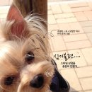 코코네 강아지 미용실 네이버블로그