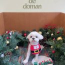 살롱드도만 | 김포애견미용 살롱드도만ㅣ스트레스 없는 말티즈 미용 찐만족 후기