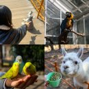 카페동백부엉이 | 제주 서쪽 가볼만한곳 관광지 제주 화조원 동물원 할인