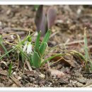 스노우드롭 이미지