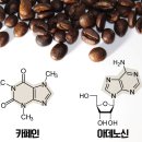 커피토피아 이미지