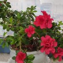 아젤리아 이미지