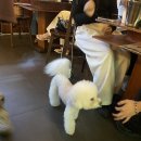 강아지맛집 이미지