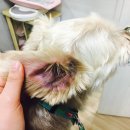 하늬동물병원 이미지