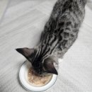 와일드브로스 | [체험단] 어플라우즈 브로스 파우치&amp;캔 급여 후기