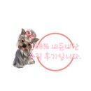 맘모스９호집 이미지
