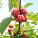 낙안농장 이미지