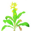 우리 꽃 세밀화 이미지