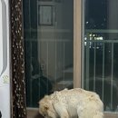 늘봄 그루밍 이미지