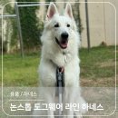 그린도그 | 강아지 하네스 추천 논스톱 도그웨어 라인 하네스 그립, 무브리쉬 내돈내산 후기