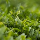 보성선운제다 이미지