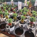 만리포해수욕장 관광지 이미지