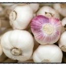 쭈꾸미사랑 이미지