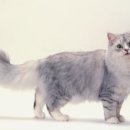 스카이동물병원 이미지