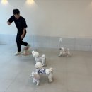 부산애견호텔 애견유치원 맘바이 부산북구점 이미지