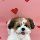 꾸니베어 이미지