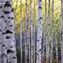 자작나무 이미지