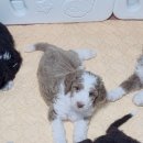 스탠푸켄넬 이미지