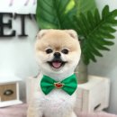 스위티독 이미지