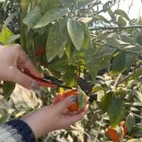 내산농장 | 창원 동읍 귤따기 체험_ 감이귤이 농장 내 돈 내산 후기