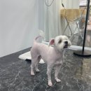 너랑나랑 행복하개 이미지