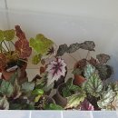 고니하우스 이미지