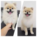 도브리댕 이미지