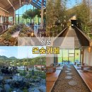 온숲 | 안성 애견동반 카페 추천 | 자연 속에서 쉬기 좋은 온숲 방문 후기