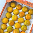 반시홍시 | 청도반시 2.5kg 제철 홍시 산지직송 배송받아 먹어본 후기