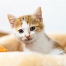 강아지분양 고양이분양 멍앤냥 수원점 이미지