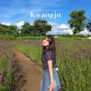 시천교친수편의시설(남) | 광주 전남 7월 8월 가볼 만한 곳 버들 마편초 명소 황룡강 생태정원 꽃말 꿀팁