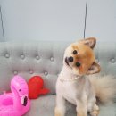 벨라 펫샵 이미지