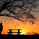 사랑나무 이미지