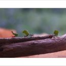 개미농장 이미지