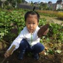 상일농장 이미지