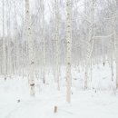 자작나무숲 이미지