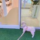 하이뭉하 이미지