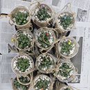 동구 다함께 돌봄센터 아름드리 꿈터 ㅡ 마끈 다육 걸이 화분 만들기 이미지