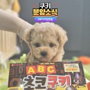 야옹아 멍멍해봐 계림점 | 광주강아지분양 &#34;쿠키&#34; 토이크림푸들 분양소식 야옹아멍멍해봐 계림점.