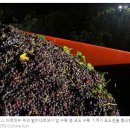 '뛰어난 빈티지': 와인 생산량은 줄이되 품질은 높이는 프랑스의 뜨거운 주문 이미지