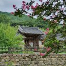 고택 수련 이미지